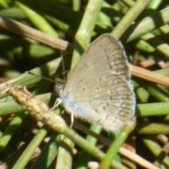 Zizina otis (Common Grass-Blue) at Mount Ainslie - 4 Jan 2018 by Christine