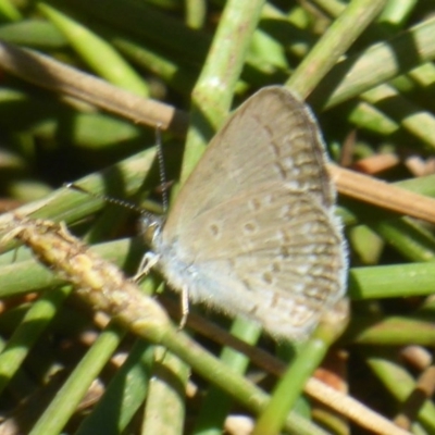 Zizina otis (Common Grass-Blue) at Majura, ACT - 5 Jan 2018 by Christine