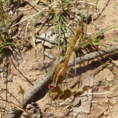 Diplacodes bipunctata (Wandering Percher) at Majura, ACT - 4 Jan 2018 by Christine