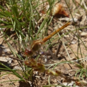 Diplacodes bipunctata at Majura, ACT - 5 Jan 2018 12:00 AM