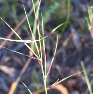 Aristida ramosa at Googong, NSW - 5 Jan 2018