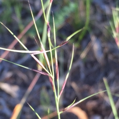 Aristida ramosa (Purple Wire Grass) at Googong, NSW - 4 Jan 2018 by Wandiyali