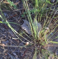 Aristida ramosa at Googong, NSW - 5 Jan 2018