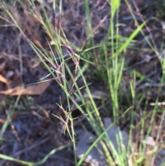 Aristida ramosa at Googong, NSW - 5 Jan 2018