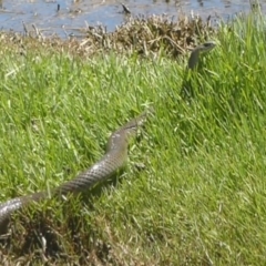 Pseudonaja textilis at Fyshwick, ACT - 5 Jan 2018