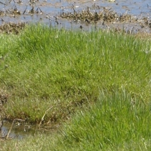 Pseudonaja textilis at Fyshwick, ACT - 5 Jan 2018