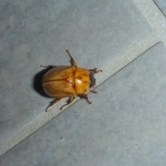 Cyclocephala signaticollis (Argentinian scarab) at Reid, ACT - 16 Dec 2017 by JanetRussell