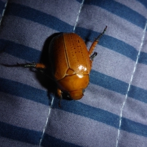 Anoplognathus porosus at Reid, ACT - 3 Dec 2017 07:01 AM