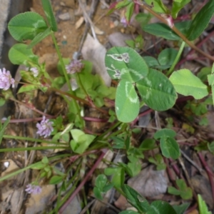 Trifolium fragiferum at Campbell, ACT - 19 Nov 2017