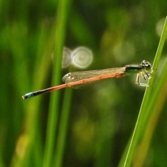 Ischnura aurora (Aurora Bluetail) at Paddys River, ACT - 5 Jan 2018 by JohnBundock