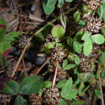 Trifolium glomeratum (Clustered Clover) at Reid, ACT - 19 Nov 2017 by JanetRussell