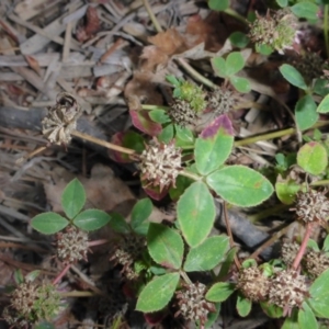 Trifolium glomeratum at Reid, ACT - 19 Nov 2017 11:22 AM