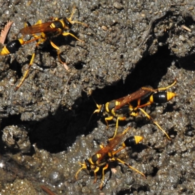 Sceliphron laetum (Common mud dauber wasp) at Gigerline Nature Reserve - 6 Jan 2018 by JohnBundock