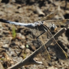 Orthetrum caledonicum (Blue Skimmer) at Paddys River, ACT - 5 Jan 2018 by JohnBundock