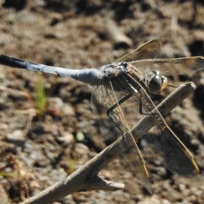 Orthetrum caledonicum (Blue Skimmer) at Paddys River, ACT - 6 Jan 2018 by JohnBundock