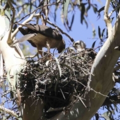 Accipiter cirrocephalus (Collared Sparrowhawk) at ANBG - 5 Jan 2018 by AlisonMilton