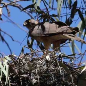 Tachyspiza cirrocephala at Canberra Central, ACT - 5 Jan 2018