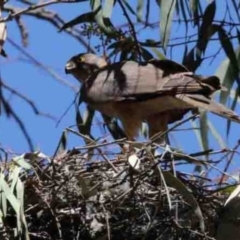 Accipiter cirrocephalus at Canberra Central, ACT - 5 Jan 2018