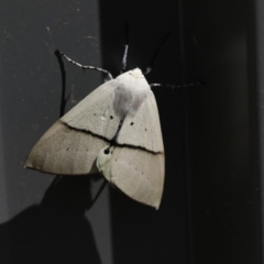 Gastrophora henricaria at Scullin, ACT - 4 Jan 2018