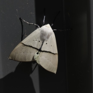 Gastrophora henricaria at Scullin, ACT - 4 Jan 2018 08:54 AM