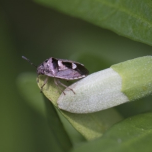 Pentatomidae (family) at Higgins, ACT - 3 Jan 2018