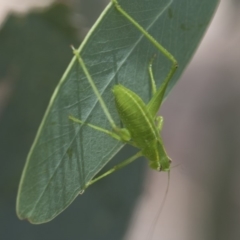 Caedicia simplex (Common Garden Katydid) at Higgins, ACT - 3 Jan 2018 by AlisonMilton