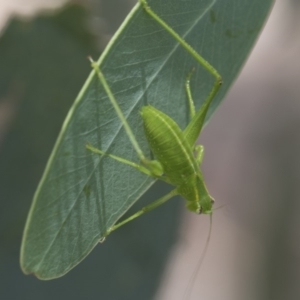 Caedicia simplex at Higgins, ACT - 3 Jan 2018 10:51 AM