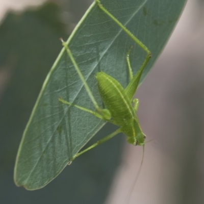 Caedicia simplex (Common Garden Katydid) at Higgins, ACT - 2 Jan 2018 by AlisonMilton