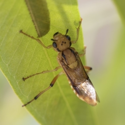 Pseudoperga lewisii (A Sawfly) at Higgins, ACT - 2 Jan 2018 by Alison Milton