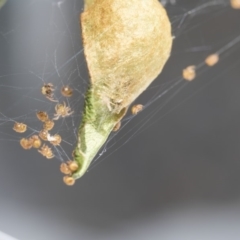 Araneae (order) (Unidentified spider) at Higgins, ACT - 3 Jan 2018 by AlisonMilton