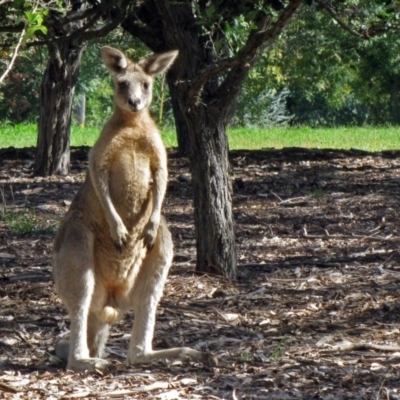 Macropus giganteus (Eastern Grey Kangaroo) at Lake Burley Griffin West - 13 Apr 2010 by RodDeb