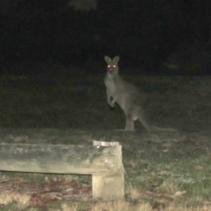 Macropus giganteus at Macarthur, ACT - 1 Sep 2015 09:31 PM