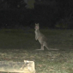 Macropus giganteus at Macarthur, ACT - 1 Sep 2015 09:31 PM