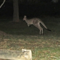 Macropus giganteus at Macarthur, ACT - 1 Sep 2015