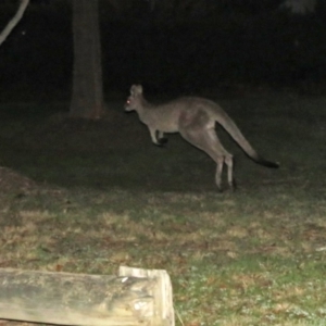 Macropus giganteus at Macarthur, ACT - 1 Sep 2015 09:31 PM