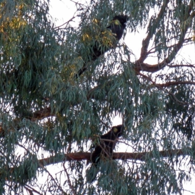 Zanda funerea (Yellow-tailed Black-Cockatoo) at Macarthur, ACT - 8 Nov 2009 by RodDeb