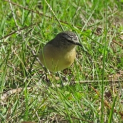 Acanthiza chrysorrhoa (Yellow-rumped Thornbill) at Macarthur, ACT - 4 May 2017 by RodDeb