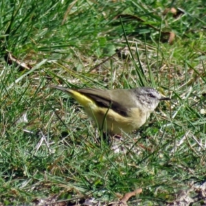 Acanthiza chrysorrhoa at Macarthur, ACT - 4 May 2017