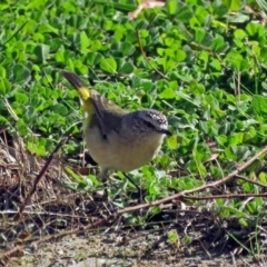 Acanthiza chrysorrhoa at Macarthur, ACT - 4 May 2017