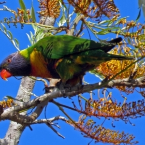 Trichoglossus moluccanus at Macarthur, ACT - 15 Nov 2016