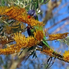 Trichoglossus moluccanus at Macarthur, ACT - 15 Nov 2016