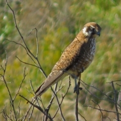 Falco berigora (Brown Falcon) at Molonglo River Reserve - 13 Jun 2017 by RodDeb