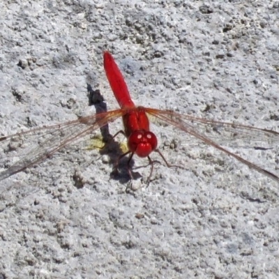 Diplacodes haematodes (Scarlet Percher) at National Zoo and Aquarium - 7 Mar 2017 by RodDeb