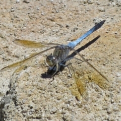 Orthetrum caledonicum (Blue Skimmer) at Molonglo Valley, ACT - 7 Mar 2017 by RodDeb