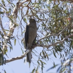 Accipiter fasciatus (Brown Goshawk) at ANBG - 11 Dec 2017 by AlisonMilton