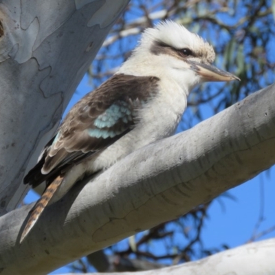 Dacelo novaeguineae (Laughing Kookaburra) at Canberra Central, ACT - 14 Aug 2015 by RodDeb