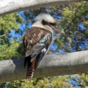 Dacelo novaeguineae at Canberra Central, ACT - 14 Aug 2015