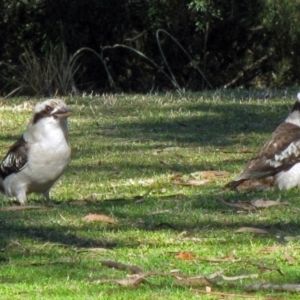 Dacelo novaeguineae at Canberra Central, ACT - 14 Aug 2015