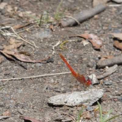 Diplacodes haematodes (Scarlet Percher) at Gungahlin, ACT - 13 Dec 2017 by Alison Milton