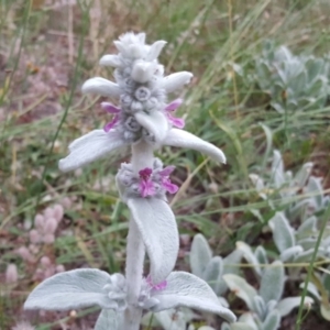 Stachys byzantina at Isaacs, ACT - 6 Jan 2018